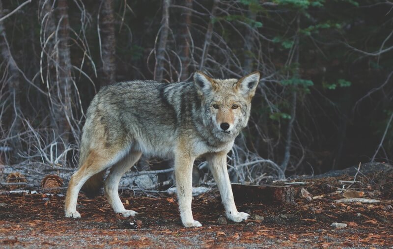animal-wildlife-wild-fur-mammal-wolf-4572-pxhere.com
