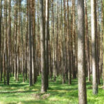 Spruce versus cedar trees for classical guitar